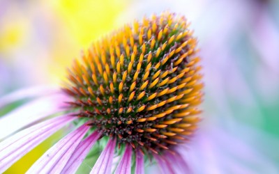 Homéopathie et maux de l’hiver : une formule qui marche