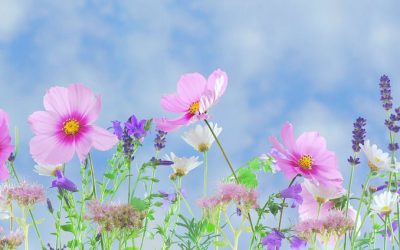 Se soigner grâce aux plantes